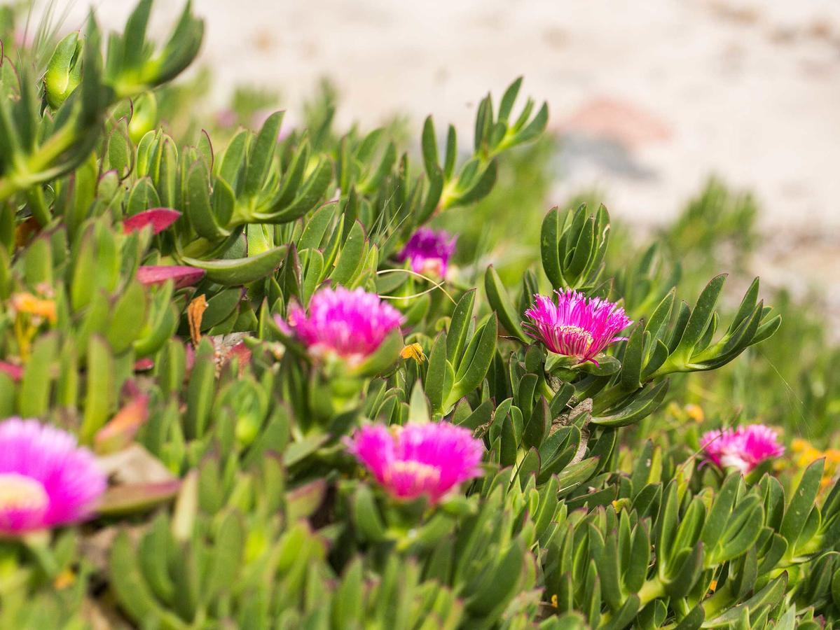 Camping Cala D'Ostia Pula Dış mekan fotoğraf